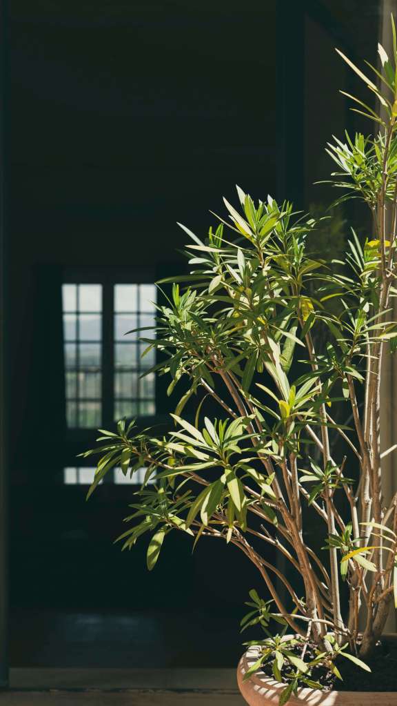 Dites Bonjour Studio 