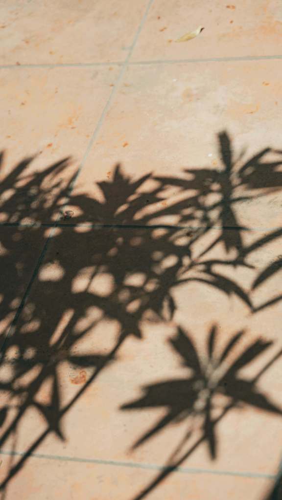 Dites Bonjour Studio 